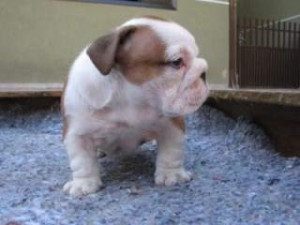 Wunderschöner englischer Bulldog zur Adoption Hannover - photo 1