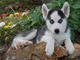 Reinrassige Siberian Husky-Welpen Мюнхен