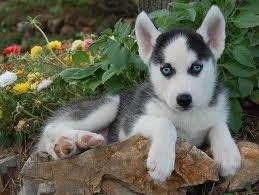 Reinrassige Siberian Husky-Welpen Мюнхен - изображение 1