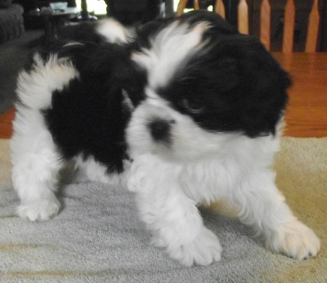 Hochwertiger, in der Familie aufgezogener Shih Tzu zu verkaufen Stuttgart - photo 1