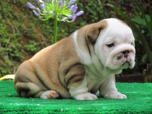 Englische Bulldoggenwelpen höchster Qualität für ein neues Zuhause Ганновер - изображение 1