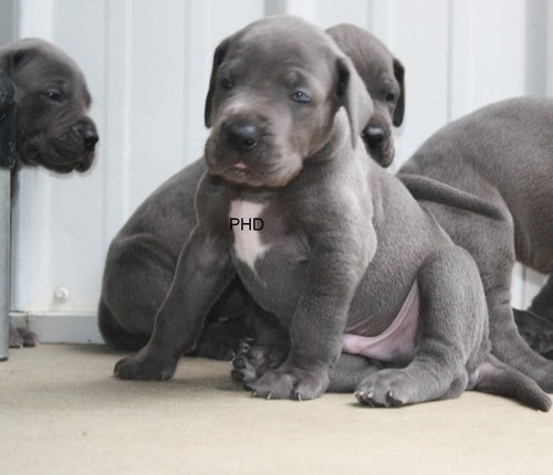 Entzückende CFA-Deutsche-Doggen-Welpen Mainz - photo 1