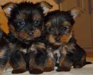 Niedlicher Teacup-Yorkie-Welpe Mainz