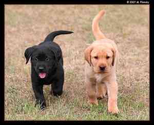 Labradoodle-Welpen Saarbruecken