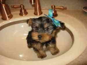 TEACUP YORKIE-WELPEN FÜR TIERLIEBHABER VERFÜGBAR!!!! Гамбург