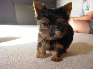 Vermittlung* Yorkshire Terrier Teacup WELPEN Bremen - изображение 1