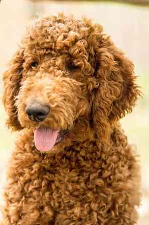 AKC-Standardpudel und F1b-Labradoodles Magdeburg