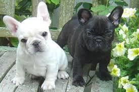 French Bulldog Puppies Dresden - photo 1