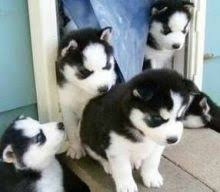 Siberian Husky Puppies Berlin - photo 1