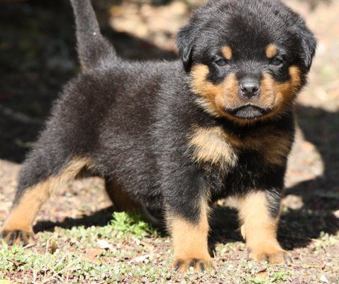 Rottweiler Puppies Dresden - photo 1