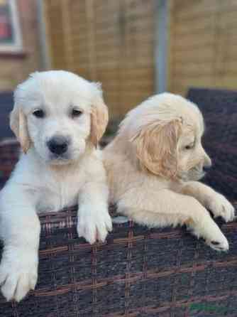 Golden Retriever pups te koop Munich