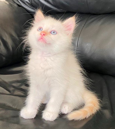 Quality Birman Kittens Wiesbaden - photo 1