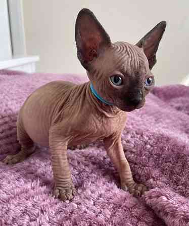 Sphynx Kittens Висбаден