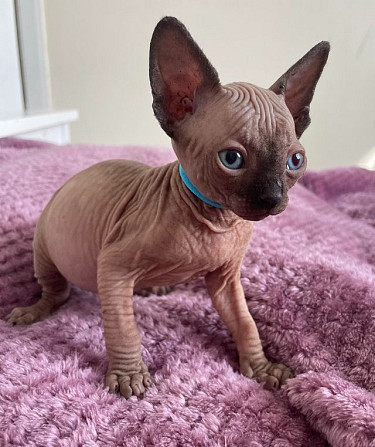 Sphynx Kittens Вісбаден - изображение 1