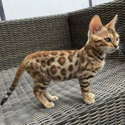 Bengal kittens Bremen - изображение 1