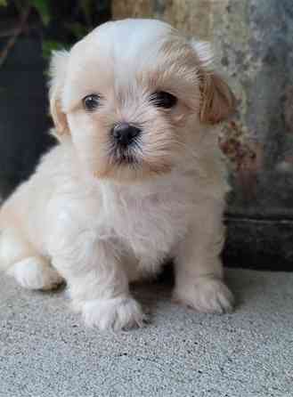 Shih tzu puppies Берлін