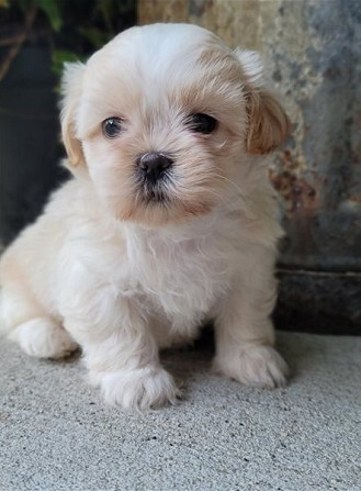 Shih tzu puppies Berlin - photo 1