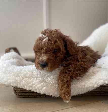 Labradoodle puppies Ерфурт