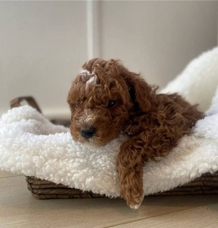 Labradoodle puppies Erfurt - изображение 1