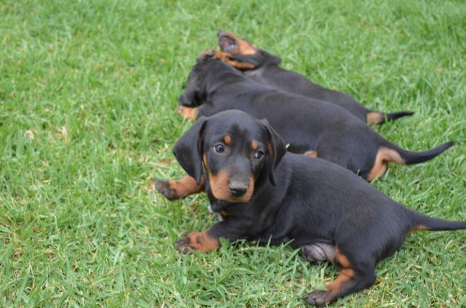 Daschund puppy Little Male and Female Bremen - изображение 1