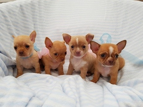 Chihuahua-Welpen, Mädchen und Jungen Потсдам - изображение 1