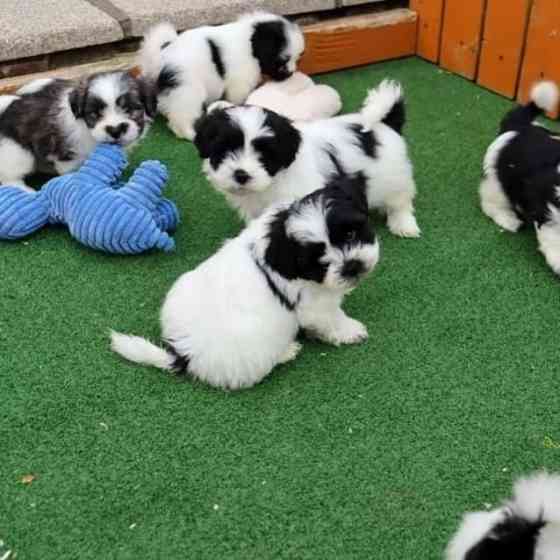 Shih Tzu puppies for sale Саарбрюккен