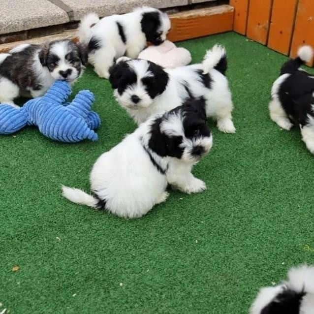 Shih Tzu puppies for sale Saarbruecken - photo 1