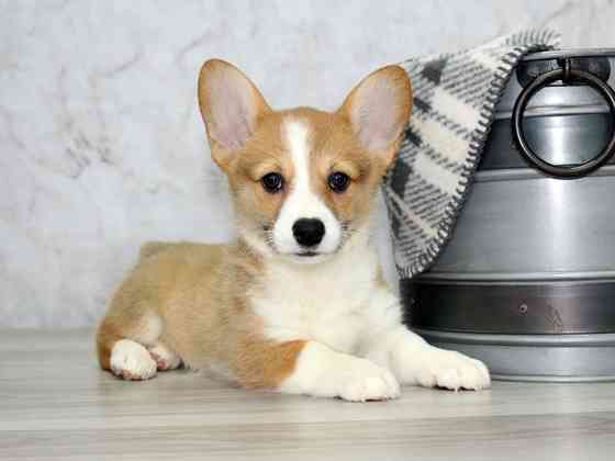 Beautifull charming pombroke welsh corgi Гамбург