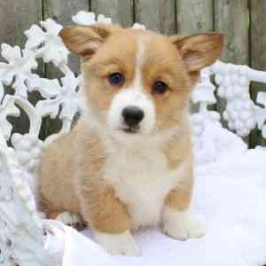 Beautifull charming pombroke welsh corgi Гамбург