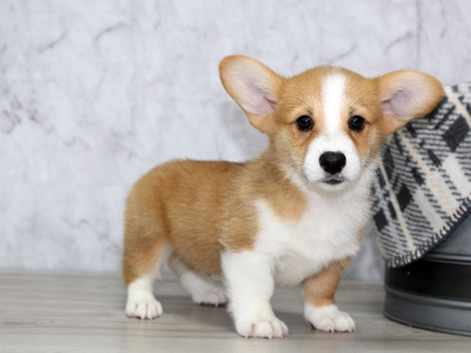 Beautifull charming pombroke welsh corgi Гамбург - изображение 2