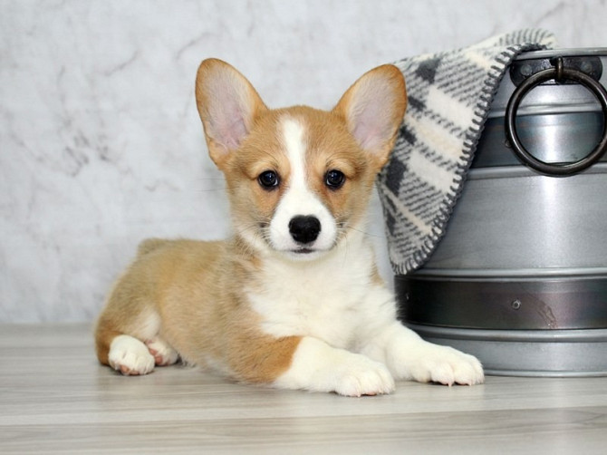 Beautifull charming pombroke welsh corgi Гамбург - изображение 1