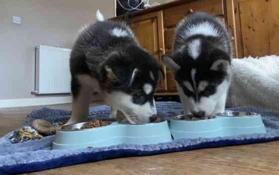 husky puppies for sale Гамбург