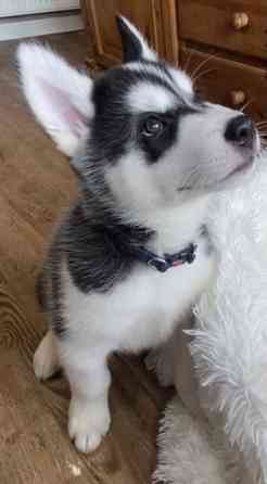 husky puppies for sale Hamburg