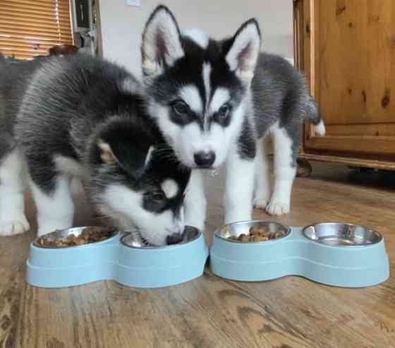 husky puppies for sale Гамбург