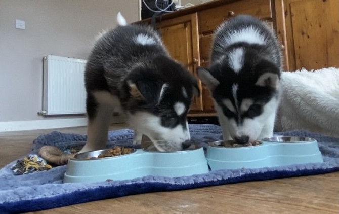 husky puppies for sale Hamburg - изображение 2