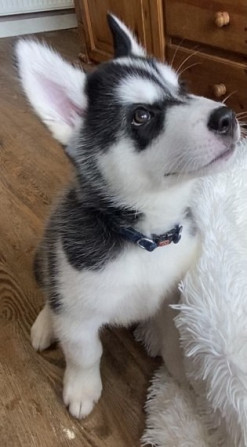 husky puppies for sale Hamburg - изображение 3