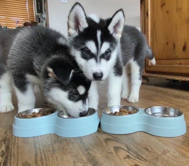 husky puppies for sale Hamburg - photo 1