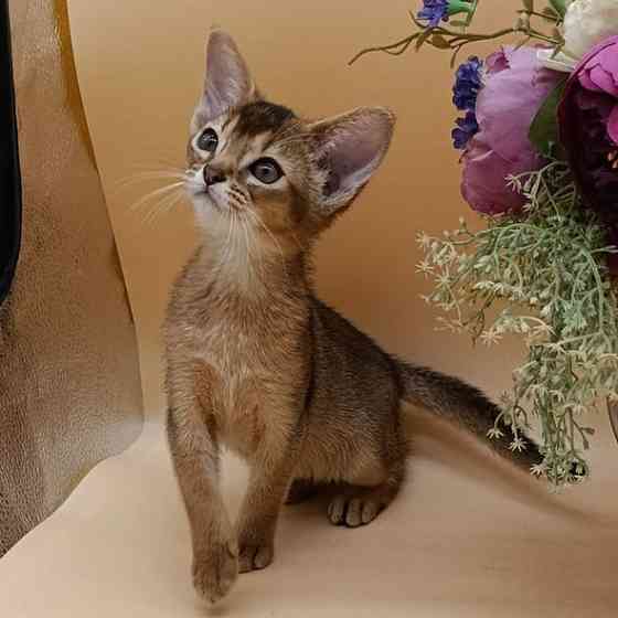 Abyssinian kittens Берлин