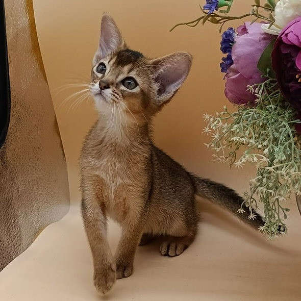 Abyssinian kittens Berlin - photo 1