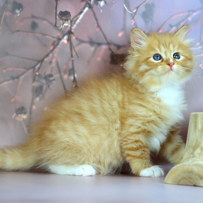 Siberian kittens Stuttgart - photo 1