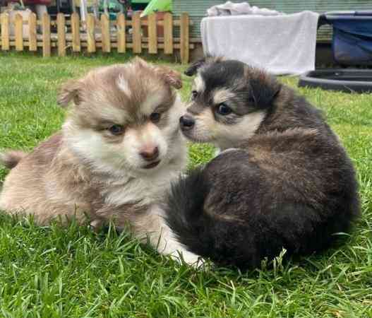 Teacup Pomsky Гамбург