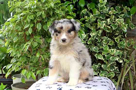 Australian Shepherd Берлин