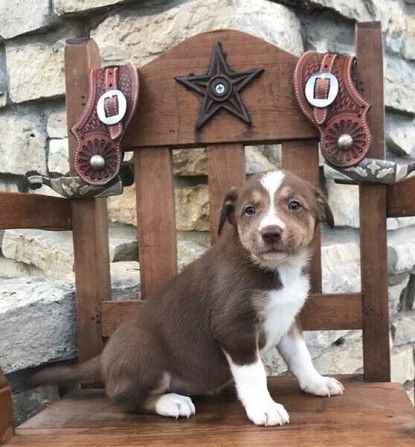 Border collie valpar Потсдам - изображение 1