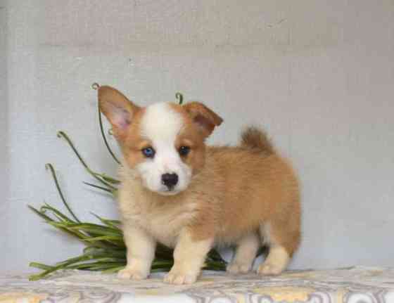 Pembroke Welsh Corgi Штутгарт