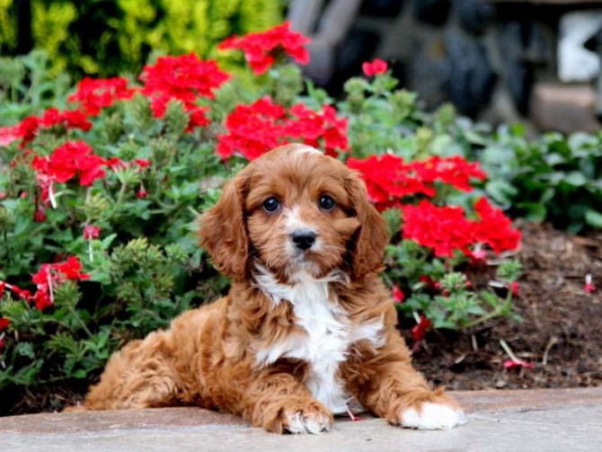 Cavapoo valpar Dresden - photo 1