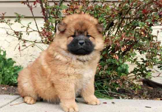 Chow Chow valpar Dresden