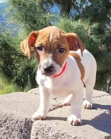 Jack Russell Terrier Stuttgart