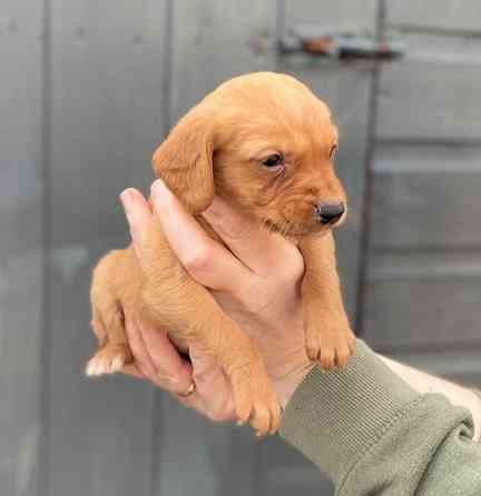 Labrador Retriever Munich