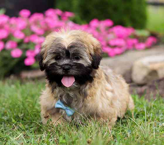 Lhasa-Apso-Welpen Berlin