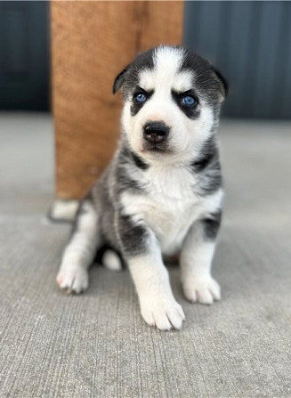 Siberian Husky-Welpen Гамбург - изображение 1